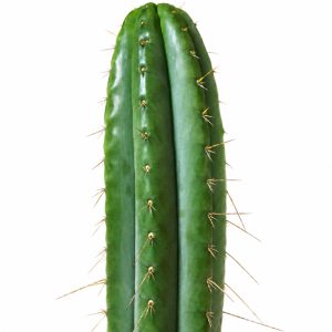 Medium Blue Torch with Tip (30 - 40cm)