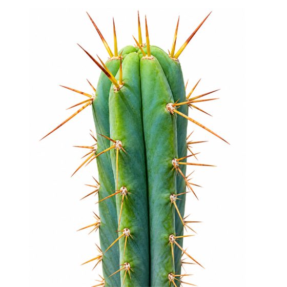Medium Bolivian Torch with Tip (30 - 40cm)