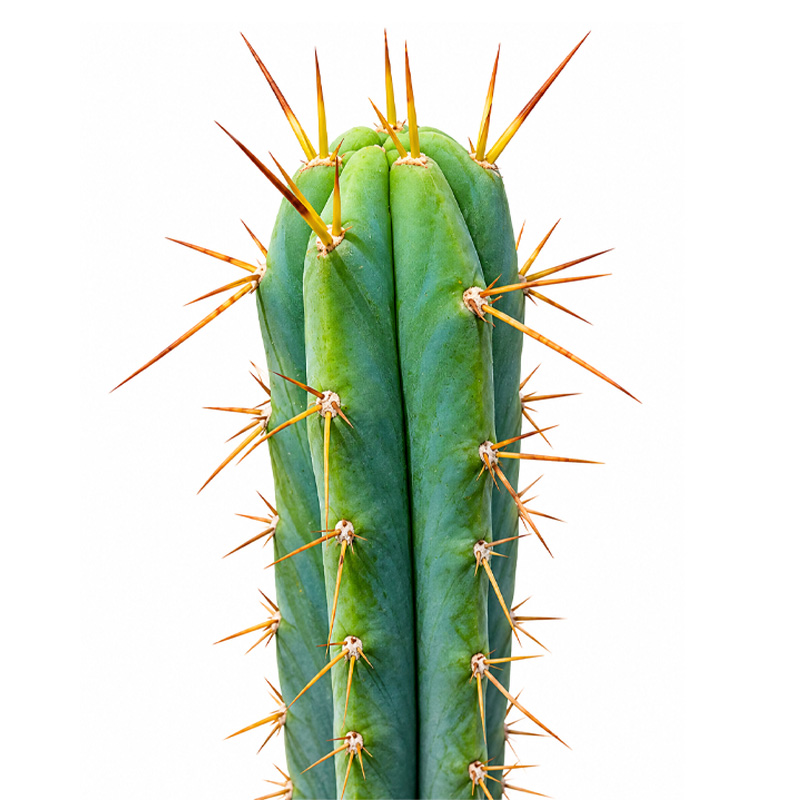 Medium Bolivian Torch with Tip (30 - 40cm)