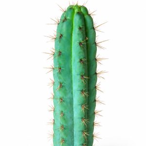 Medium Trichocereus Cuzcoensis with Tip (30 cm)
