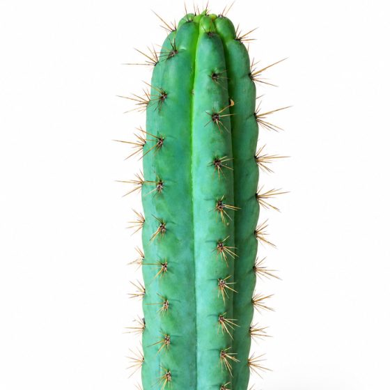 Medium Trichocereus Cuzcoensis with Tip (30 cm)