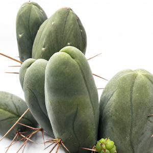 Trichocereus Bridgesii Monstrose - AKA Penis Cactus (Clone A)