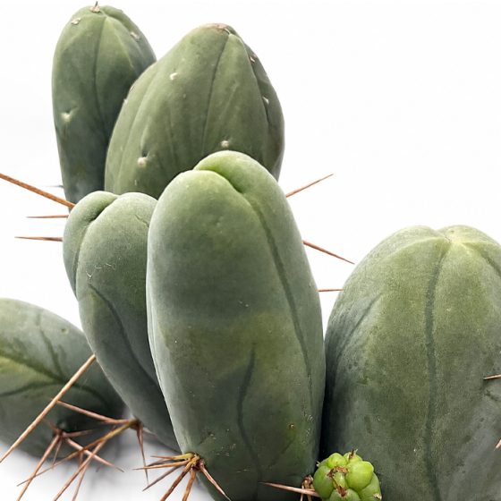 Trichocereus Bridgesii Monstrose - AKA Penis Cactus (Clone A)