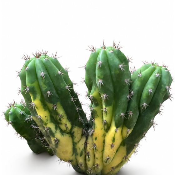 Trichocereus Pachanoi Cristata Variegata