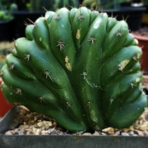 Trichocereus Pachanoi Cristata #1