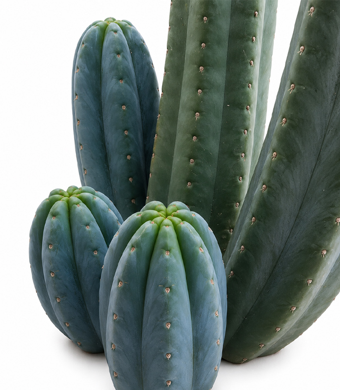 Echinopsis Pachanoi (San Pedro Cactus) – Dried Chips (20g - 100g) - Image 3