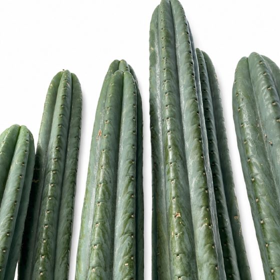 San Pedro Cactus with Tip (15cm - 50cm)