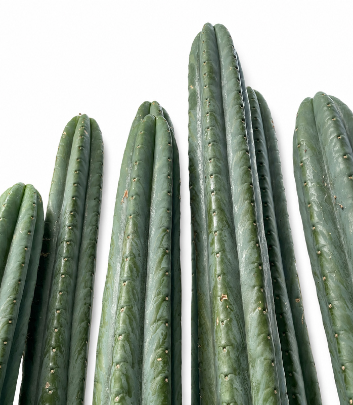 San Pedro Cactus with Tip (15cm - 50cm) - Buy San Pedro Cactus and Medicinal  Microdoses in South Africa