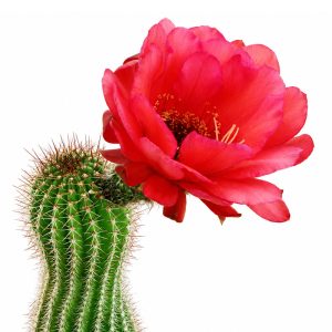 Trichocereus (Echinopsis) Huascha V. Grandiflora