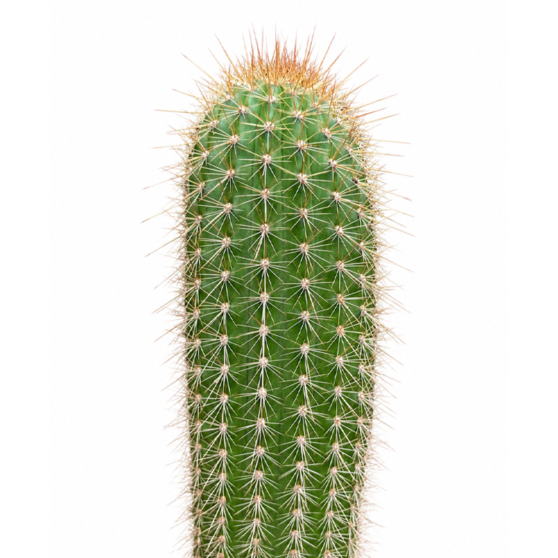 Trichocereus (Echinopsis) Huascha V. Grandiflora - Image 2