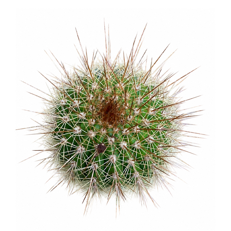 Trichocereus (Echinopsis) Huascha V. Grandiflora - Image 3