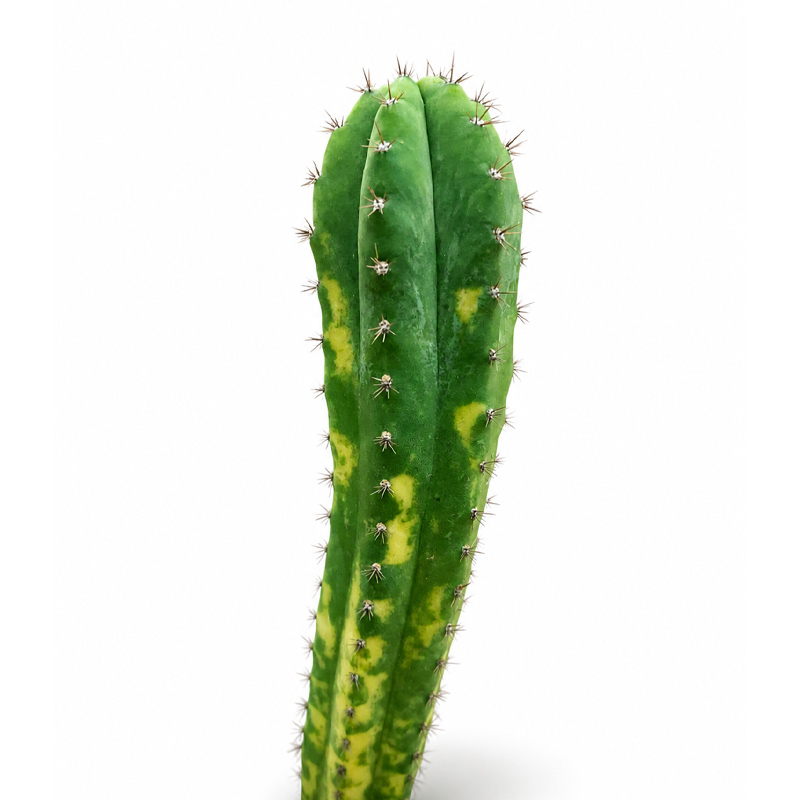 Trichocereus Pachanoi Variegata